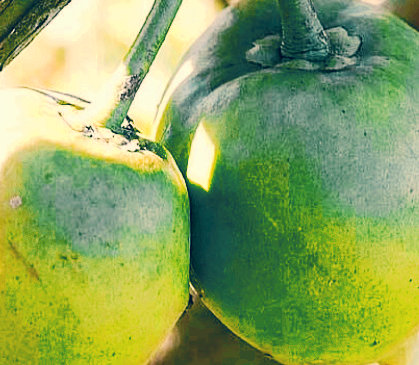 가르시니아 효과