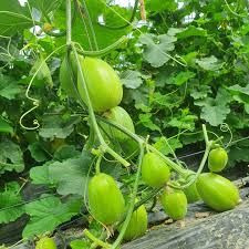 망고참외 관련 사진