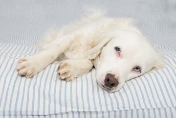 염증성 장질환이 원인인 반려견의 설사.