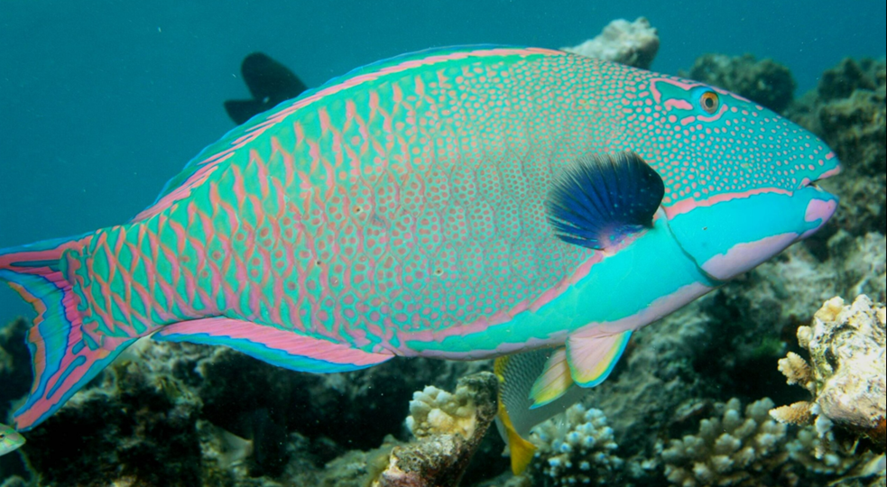 앵무고기(Parrotfish)