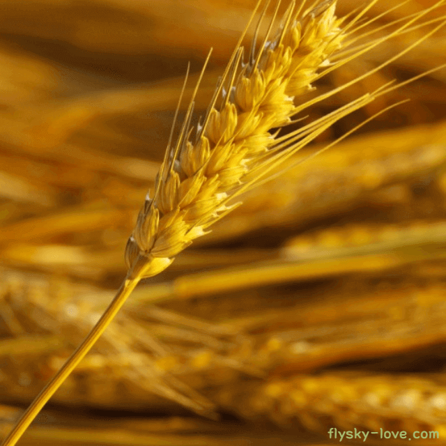 통밀 고르는 법