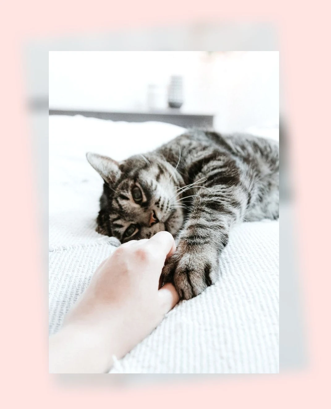 반려묘 입양_3_subsection