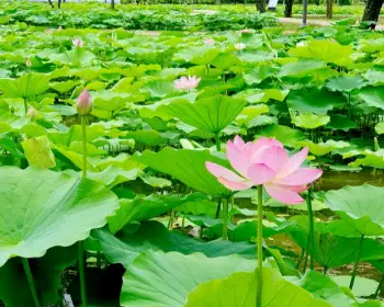 부여 서동 연꽃축제_18