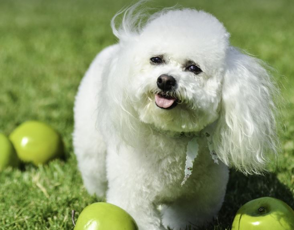 길에서 다가오는 강아지를 발로 차고 시비 끝에 견주도 폭행한 부부가 벌금형을 선고받았다. 본 기사와 무관한 이미지. [사진=픽사베이]