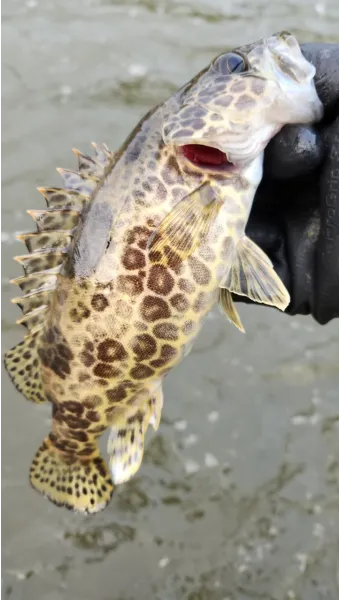5월 쏘가리 금어기 시작 전국 금지 기간 완벽 정리와 낚시 규정_21