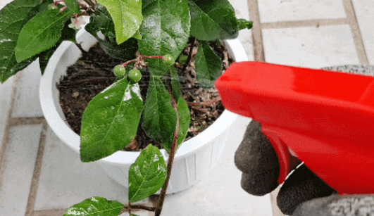 실내 식물 병충해 예방법과 발생 시 대응 매뉴얼