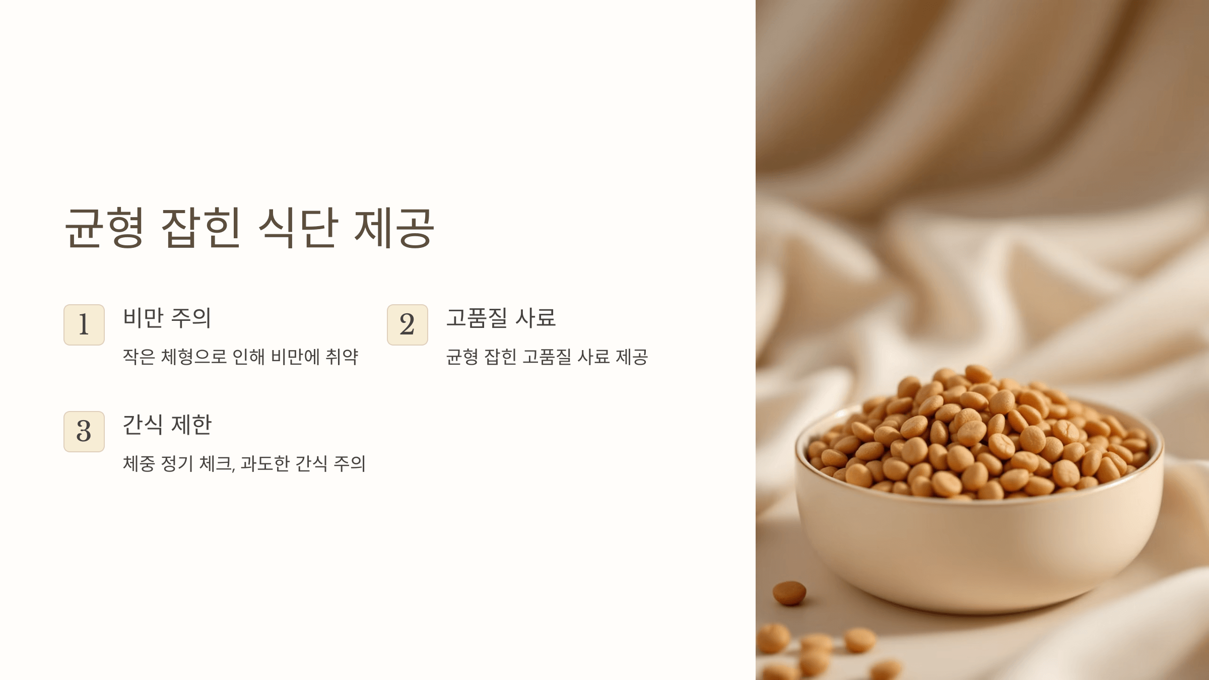 먼치킨 고양이 사진입니다.