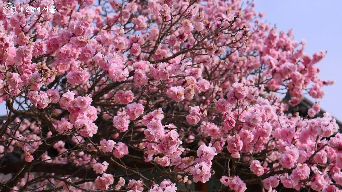 창덕궁 만첩홍매화 개화시기 명소_2