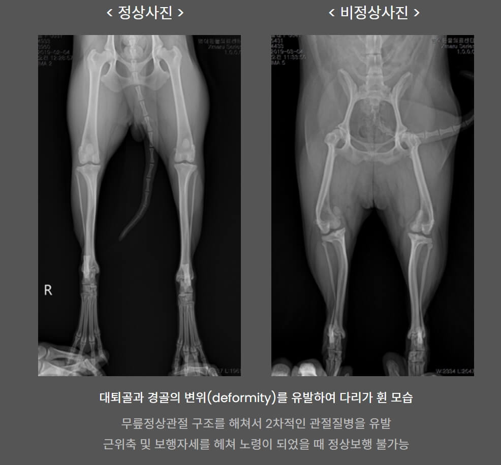강아지 슬개골 탈구 원인 증상 수술비용