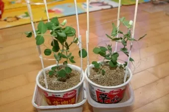 완두콩 재배 추위 견디기 지주 세우기 꼬투리 수확_13