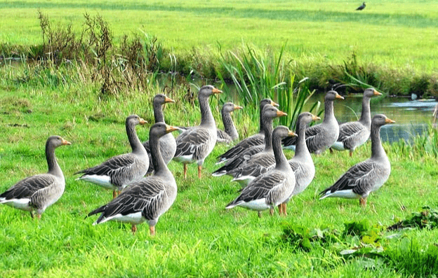 푸른 잔디가 가득한 넓은 따이 있다. 그 땅 위에는 14마리의 회색 깃털을 가진 기러기들이 서 있다.