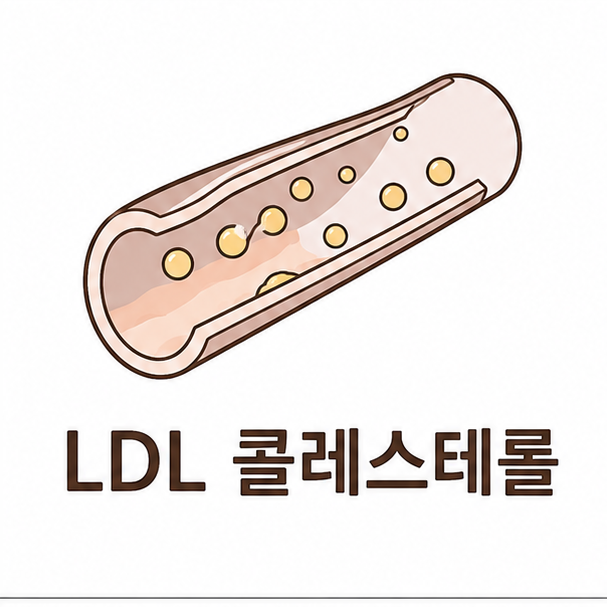 LDL 콜레스테롤 대표 이미지, 혈관을 단순화한 관 모양 도형과 작은 입자를 그린 일러스트