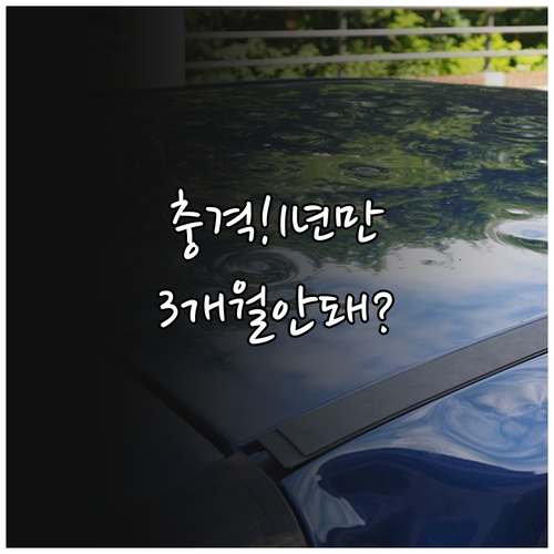 강아지 보험 3개월 단기 가입은 없고..