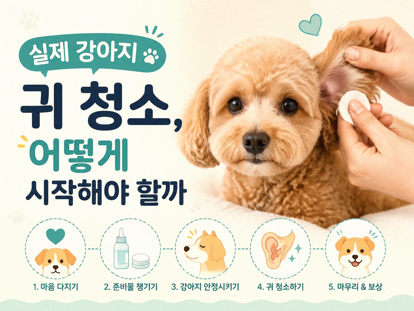 강아지 귀 청소, 이것만은 알아두세요