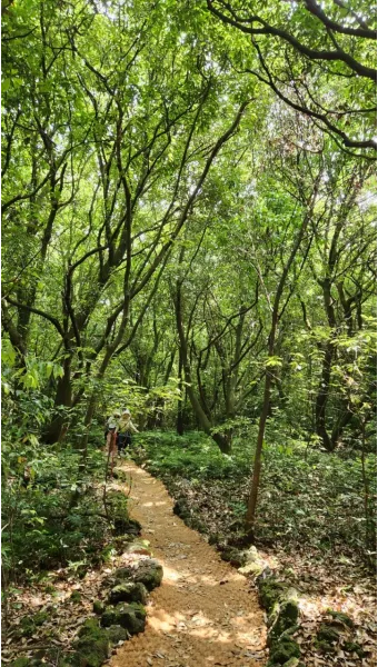 제주 곶자왈 숲길 산책 원시림 초록 힐링 여행_2