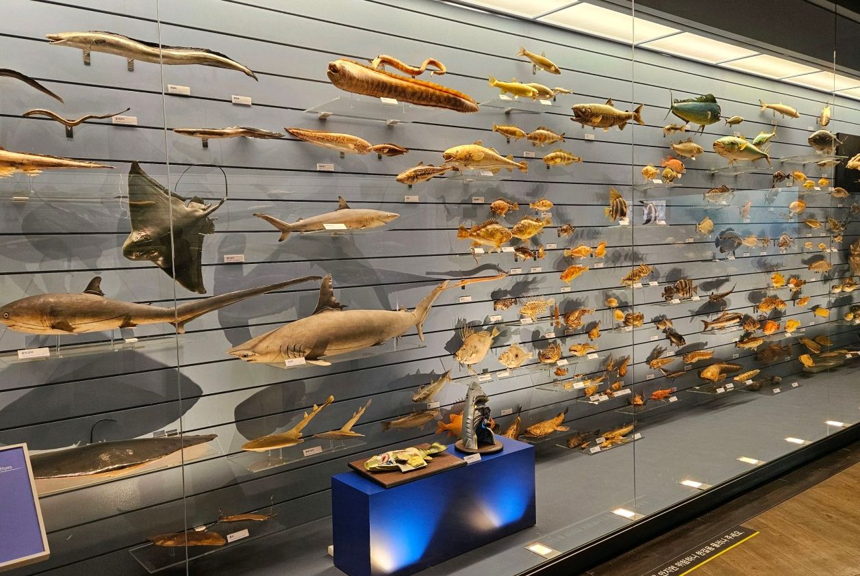 목포자연사박물관