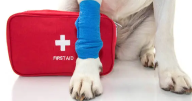 반려견과 해변에서 생기는 문제들 (응급상황, 예방법, 대처법)