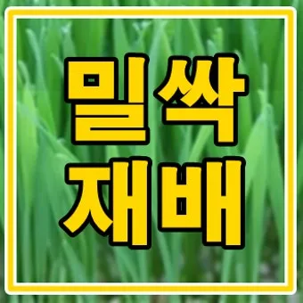 밀싹 재배 씨 뿌리기 발아 촉진 주기적 수확_3