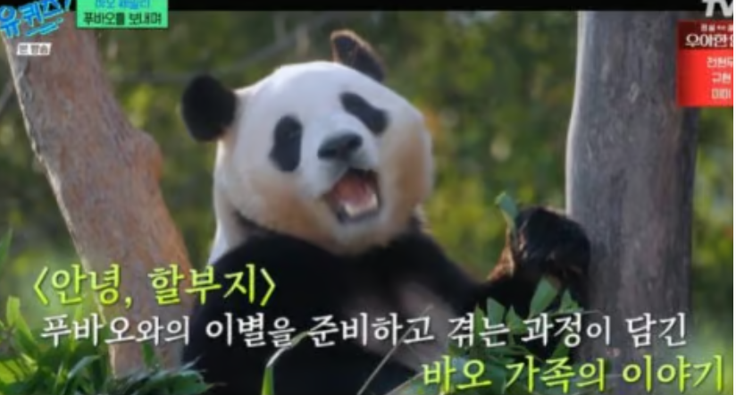 안녕할부지