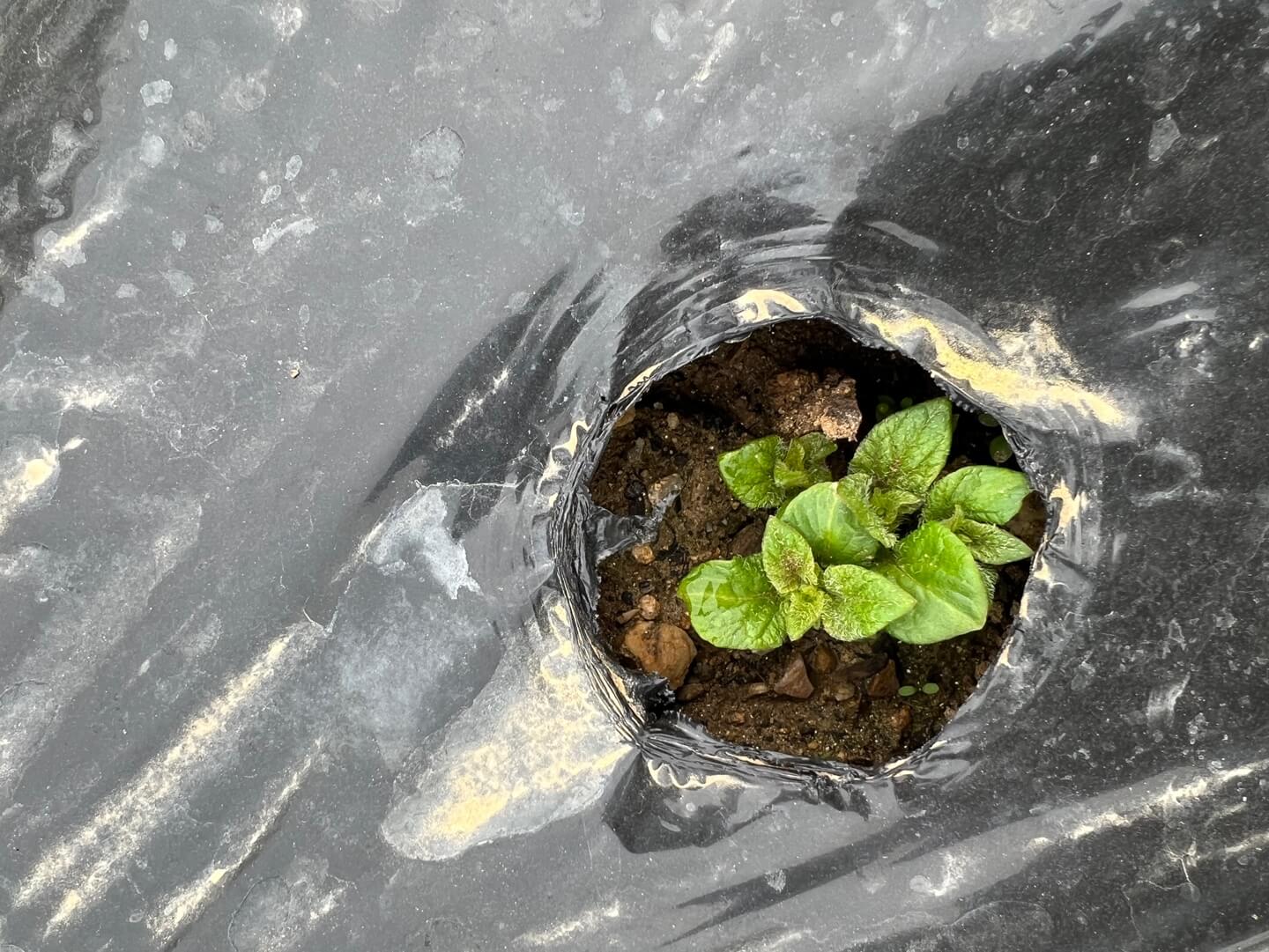 파종 3주된 감자싹