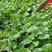 곰취나물 효능 부작용 고르는법 먹는법 칼로리