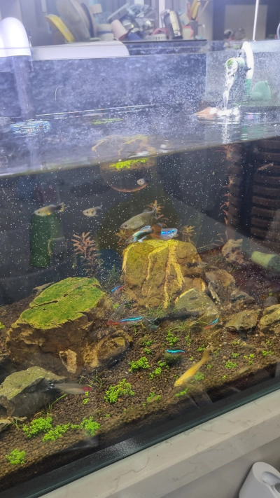 브라인쉬림프 에그 부화기 급여 및 보관 방법 가격 후기