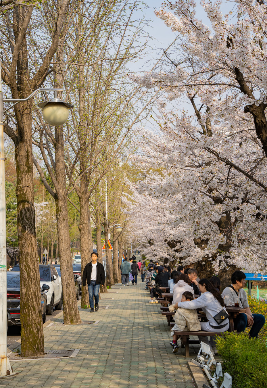 아주대학교 벚꽃 산책로