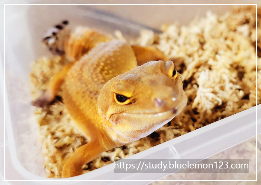 레오파드 게코 꼬리 자르기