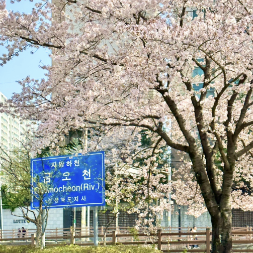 벚꽃길