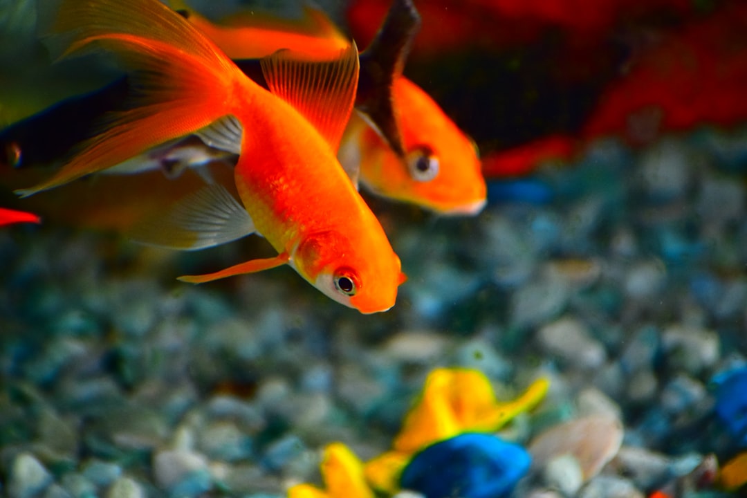 Goldfish