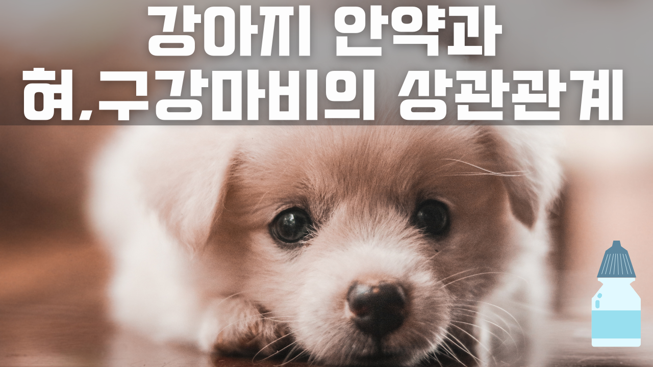 강아지 안약과 혀,구강마비의 상관관계