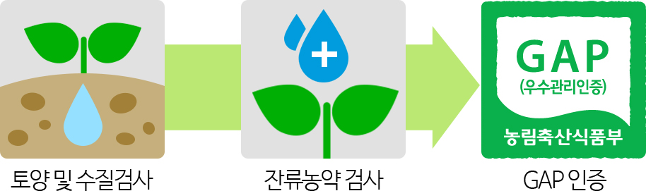 제8회 금산깻잎 특징