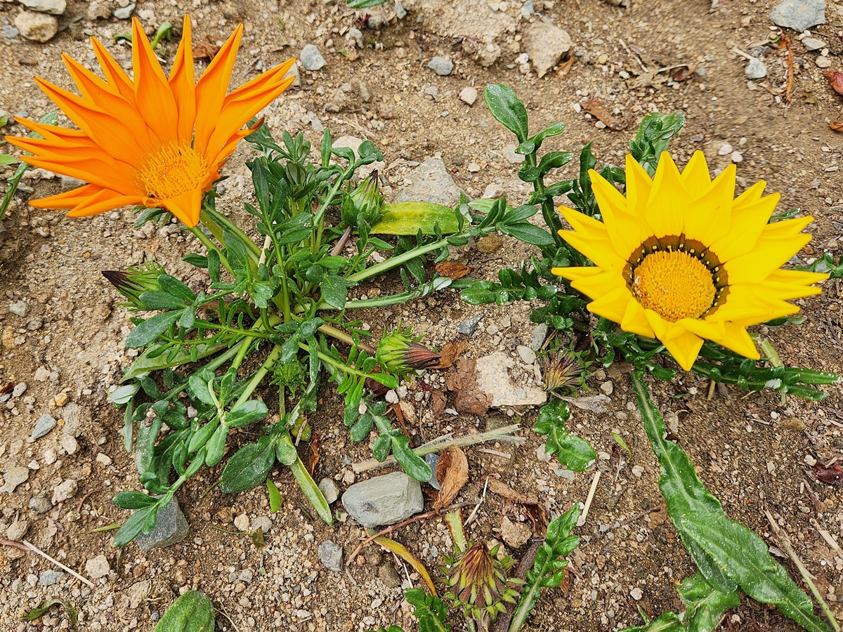 가자니아리겐스(태양국)