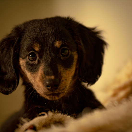 강아지-항문낭의-색깔이-말해주는-건강-상태