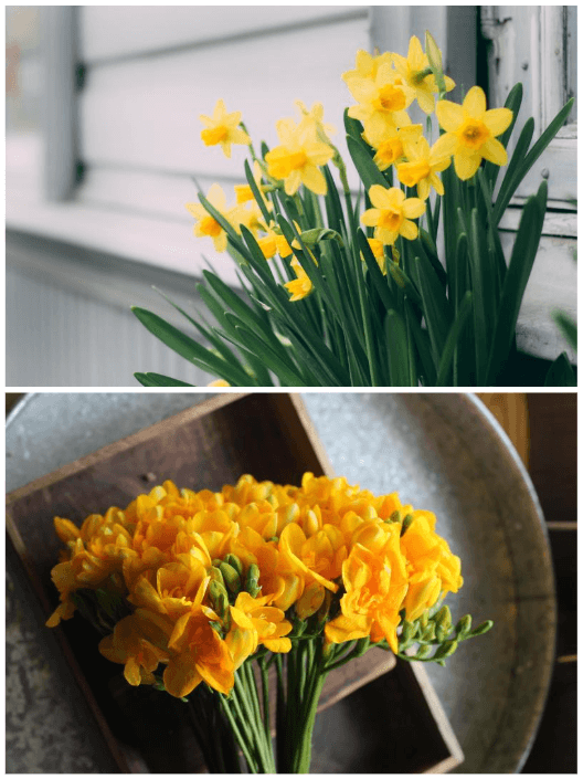 수선화-프리지아