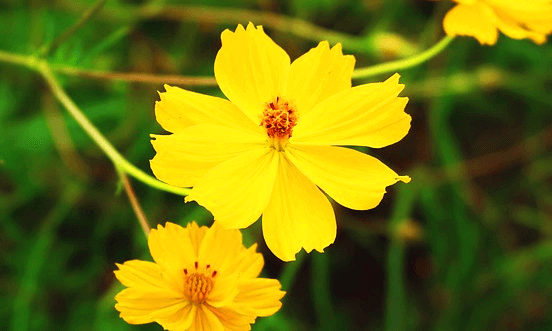 노란 코스모스가 활짝 피었다. 잎은 8장이고 수술은 주황색이다.