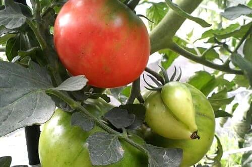 토마토-재배법-기형과-방지대책