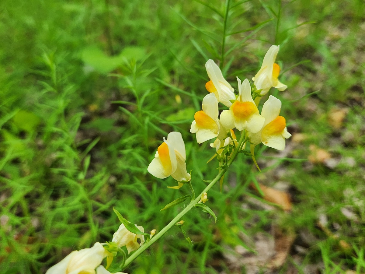 리나리아(애기금어초)