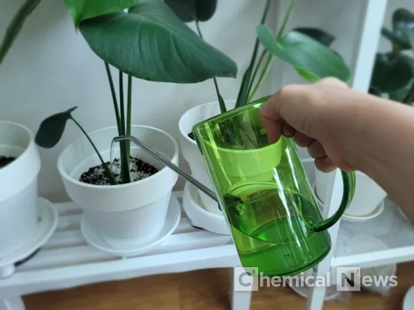 실내식물 물 주는 시간대 아침저녁차이 과습예방 통풍맞춰 관리_4