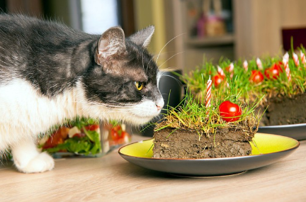 케이크와 고양이.