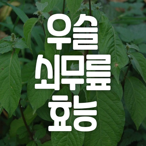 우슬 쇠무릎 효능