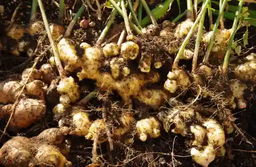 생강의 효능과 섭취방법&amp;#44; 부작용과 주의사항