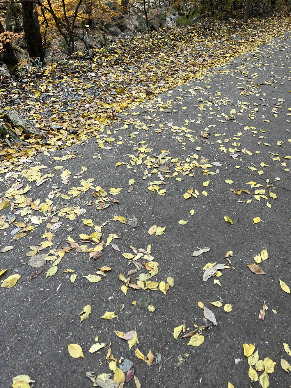 단풍명소 용문사