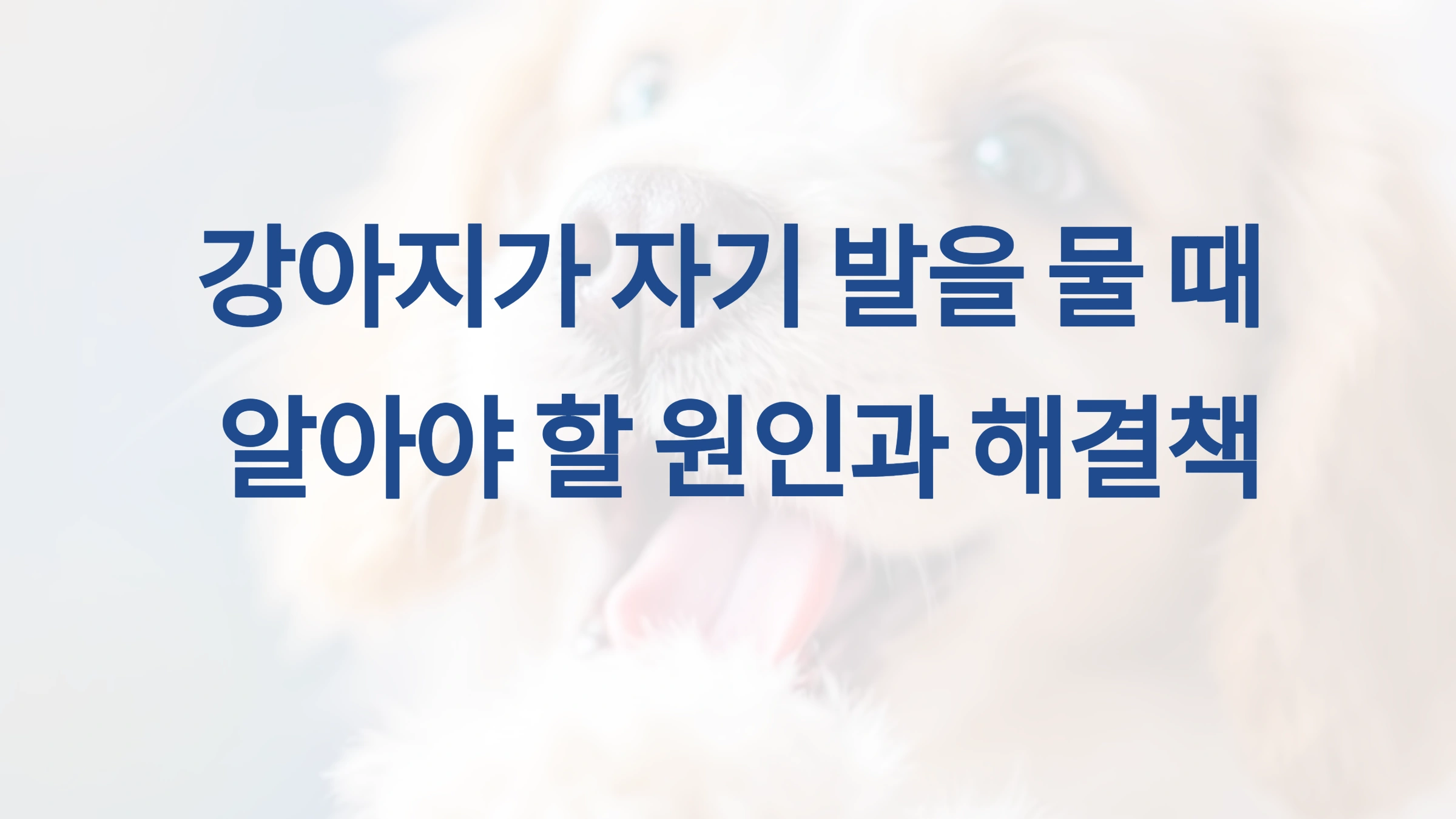 강아지가 자기 발을 물 때 알아야 할 원인과 해결책