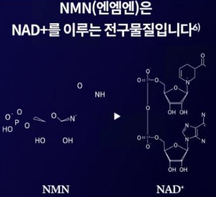 nmn 효능