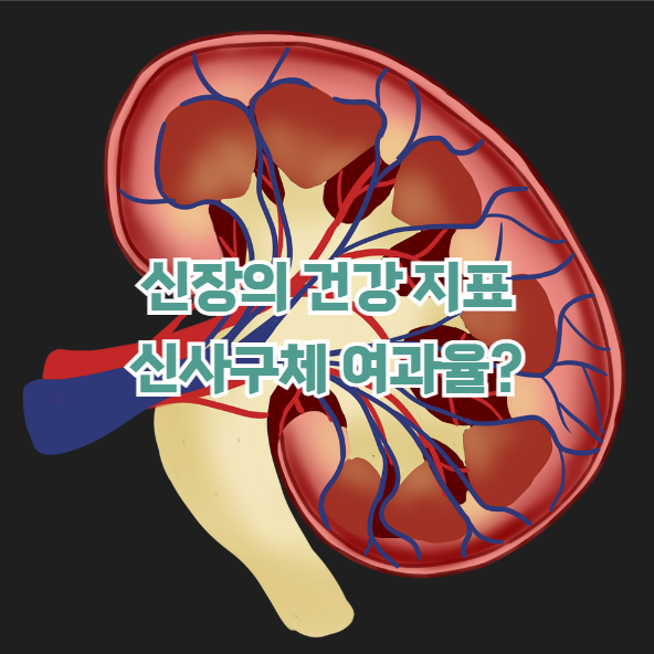 신사구체여과율