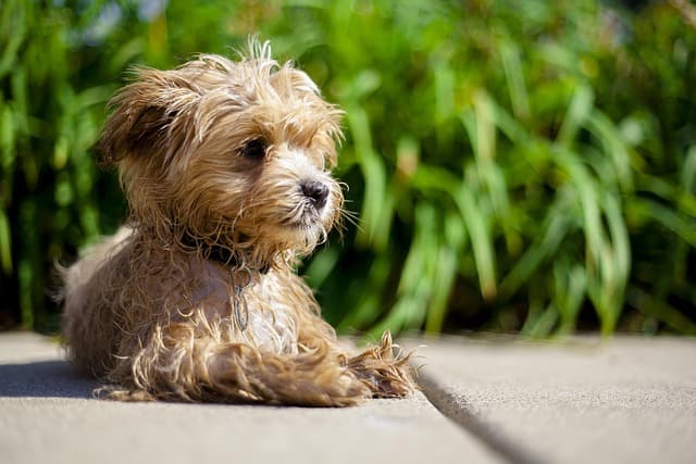 canine atopic dermatitis