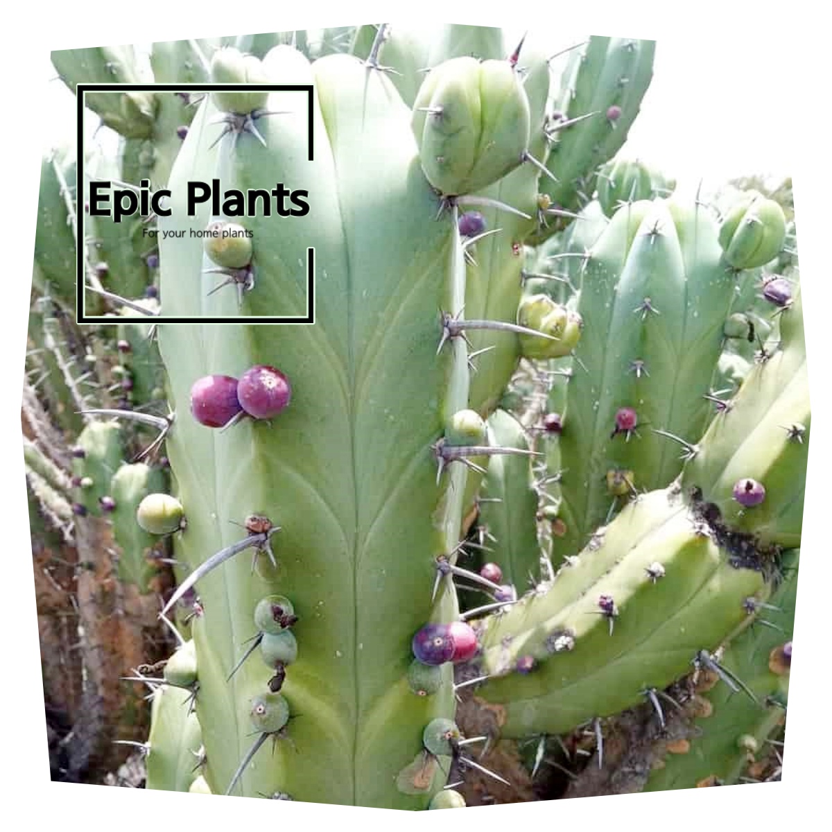 용신목에서는 과일이 열리기도 하죠. 천년초도 사실 선인장의 열매이니 놀라운 일은 아니죠