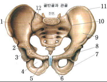 골반골