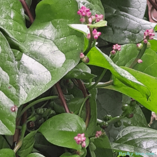 영양소가 풍부한 인디언 시금치